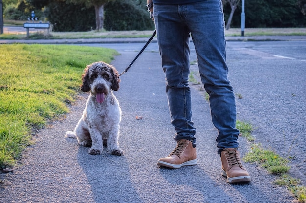 写真 犬と男の下部