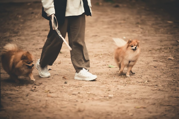 写真 犬を飼っている男の下部