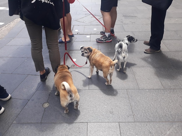 写真 歩道に犬を連れて行く人々の下層階層