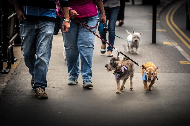 写真 道を歩く犬を持つ人々の低層階級