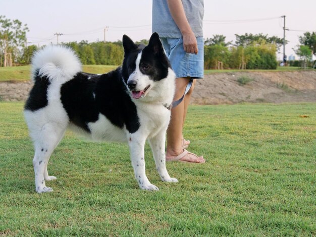 写真 フィールドで犬を飼っている人の下部