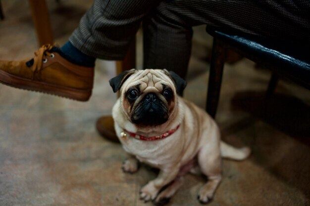 写真 犬を飼っている女性の下部