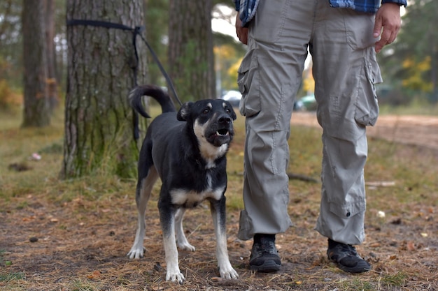 Photo low section of people standing by dog on land