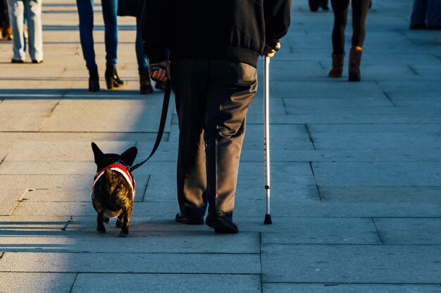 Foto sezione bassa di persone che camminano con il cane per strada