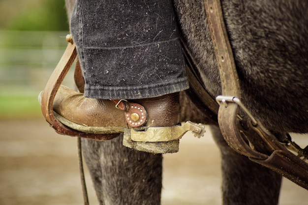 Foto sezione bassa di una persona che cavalca un cavallo sul campo