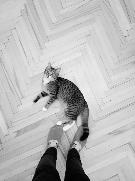 Foto sezione bassa di una persona in piedi accanto a un gatto sul pavimento di legno