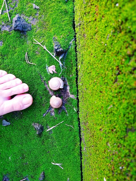 Photo low section of person standing by snails on field