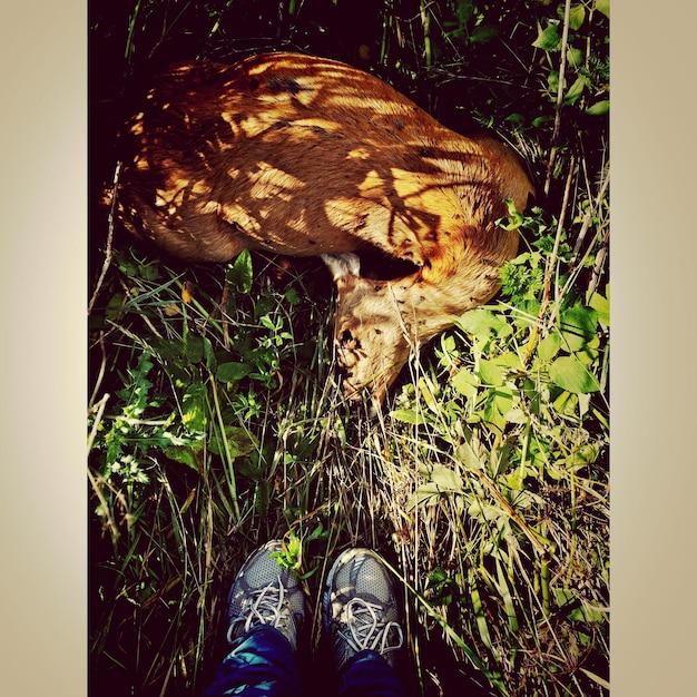 Foto sezione bassa di una persona in piedi nel campo