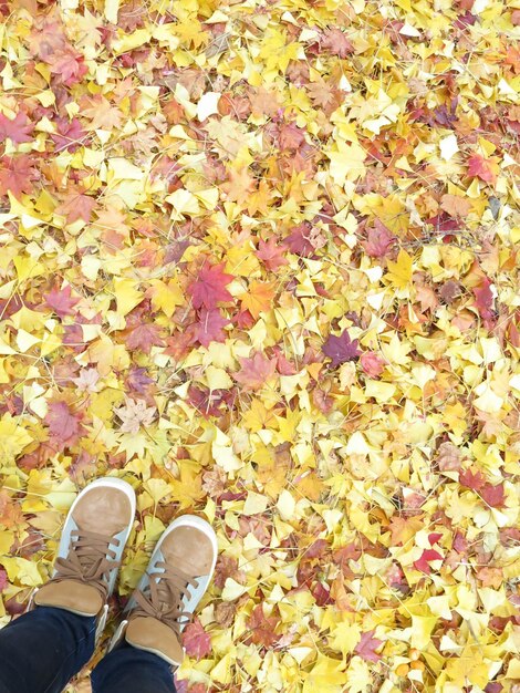 Low section of person standing on yellow autumn leaves