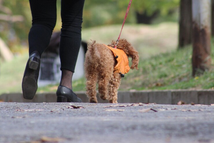 Photo low section of person walking with dog