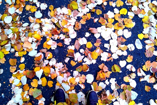 Low section of person wearing shoes standing on autumn leaves at road