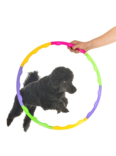 白い背景に犬を背負っている人の下部