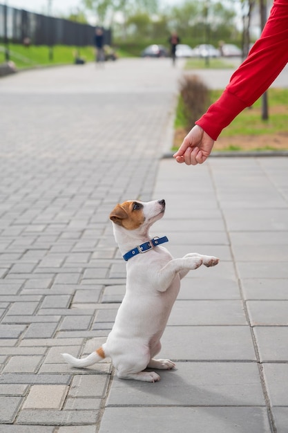 Photo low section of person with dog on footpath