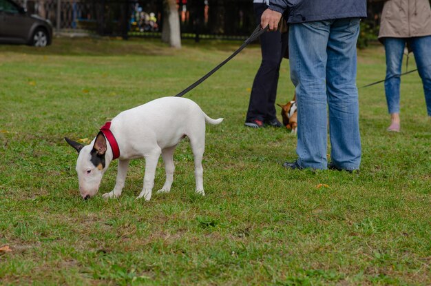 Low section of person with dog on grass