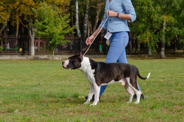 草の上で犬を飼っている人の下部