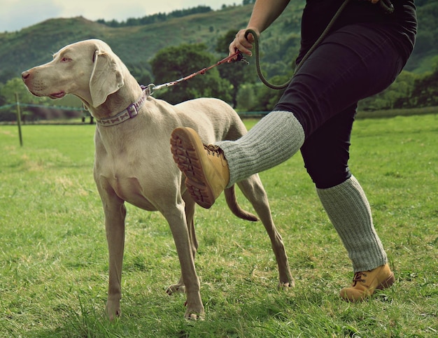 Foto sezione bassa di una persona con un cane su un campo erboso