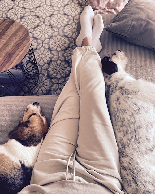 low section of person with dog resting