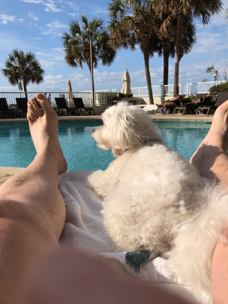 Photo low section of person with dog at swimming pool