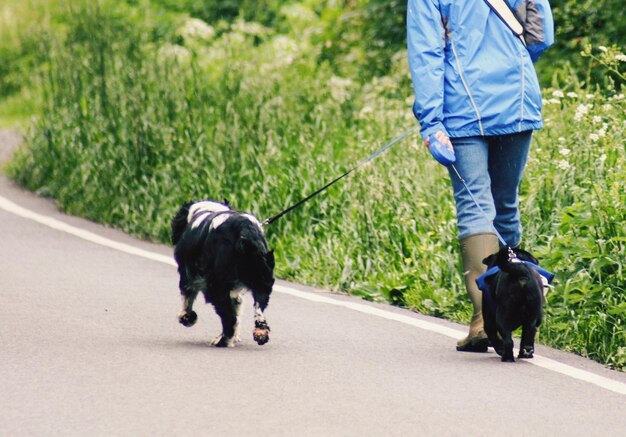 Photo low section of person with dog walking on road