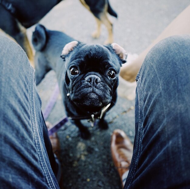 Foto sezione inferiore della persona con il cane