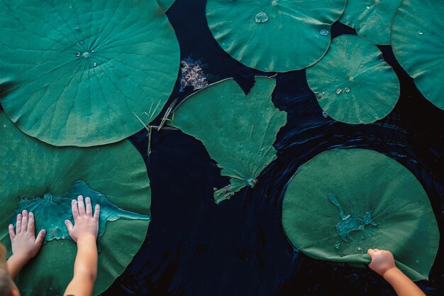 Foto sezione bassa di una persona con foglie che galleggiano sul lago