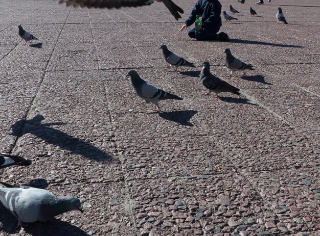 Low section of pigeons on street