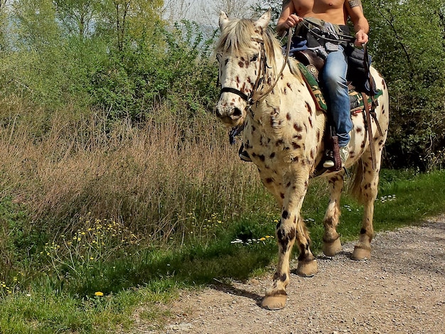 Foto sezione bassa di un uomo senza camicia che cavalca un cavallo macchiato