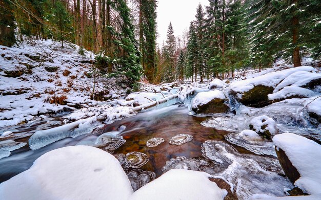 Foto sezione bassa di alberi coperti di neve nella foresta