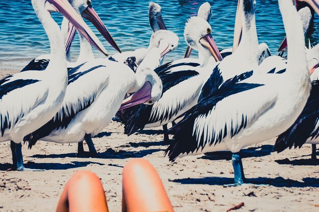 Foto sezione inferiore del cigno in acqua