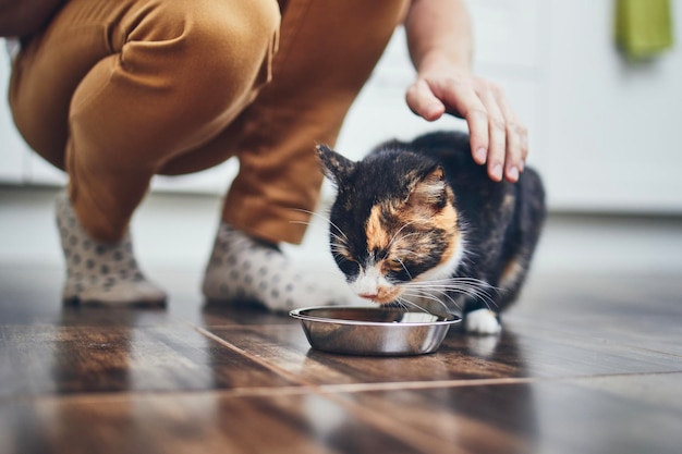 家で猫に ⁇ をあげている女性の下層階級
