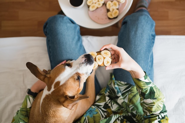 Foto sezione bassa di una donna che dà da mangiare al cane a casa