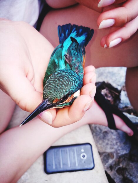 Low section of woman holding bird