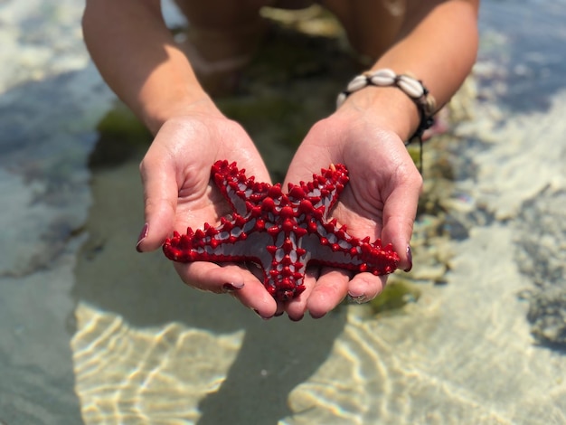 Foto sezione inferiore di una donna che tiene una stella marina morta sulla spiaggia