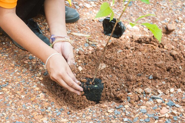 土地に植え付けている女性の下部