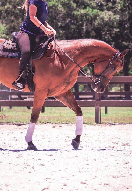 Low section of woman riding horse in pen