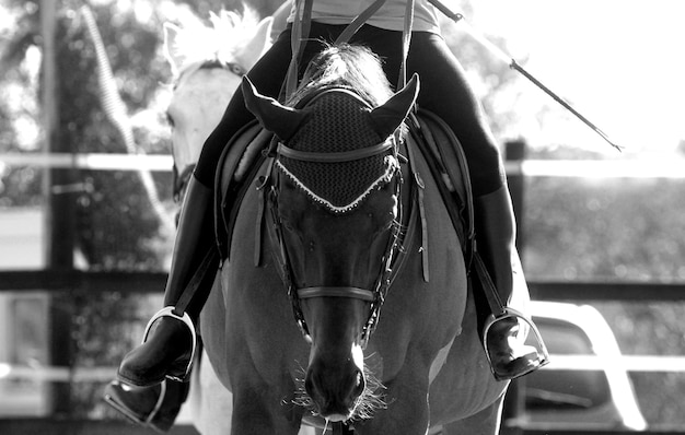 Foto sezione bassa di una donna seduta su un cavallo