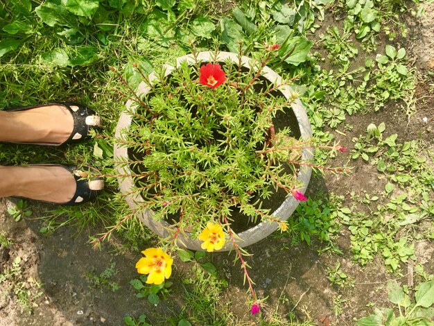 Foto sezione bassa di una donna in piedi vicino a un vaso di fiori sul campo