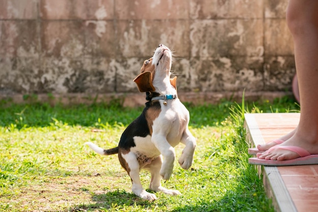 庭で子犬を飼育している女性の下部