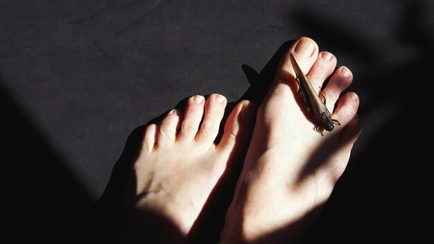 검은색 배경 위에 발에 인공 곤충을 가진 여성의 낮은 섹션