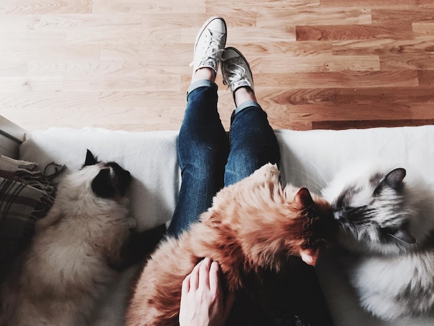 low section of woman with cats at home