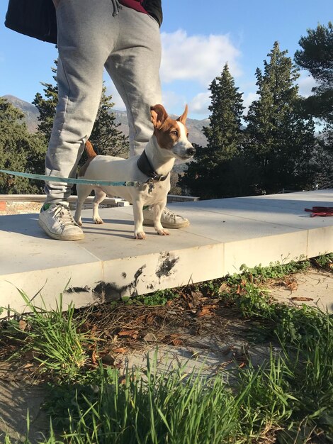 Low section of woman with dog by plants against sky