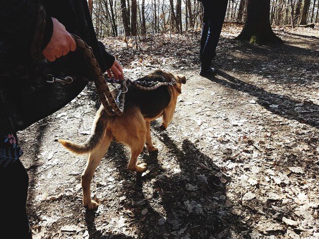 Photo low section of woman with dog