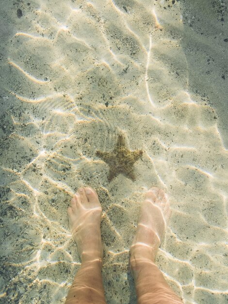 Foto sezione bassa di donne in piedi accanto a stelle marine in acqua a riva