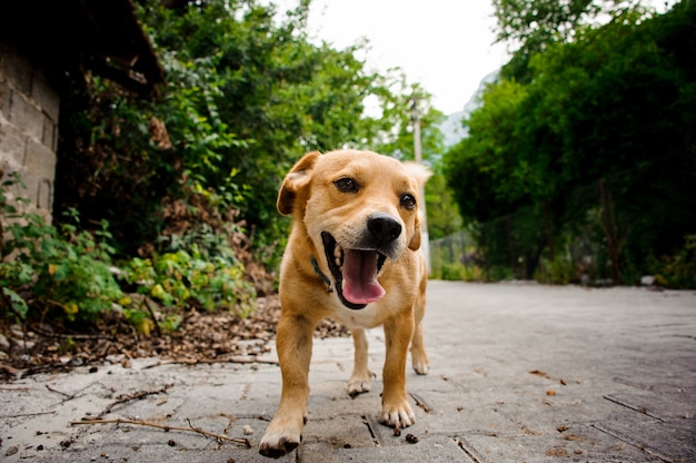 Colpo basso del cane attivo felice che cammina all'aperto