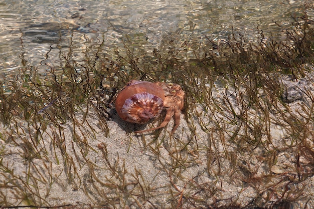 Low tide on Zanzibar, Indian ocean