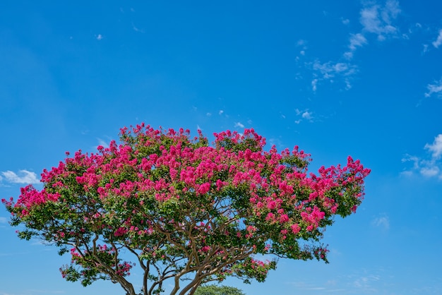 사진 낮은보기 lagerstroemia indica와 푸른 하늘