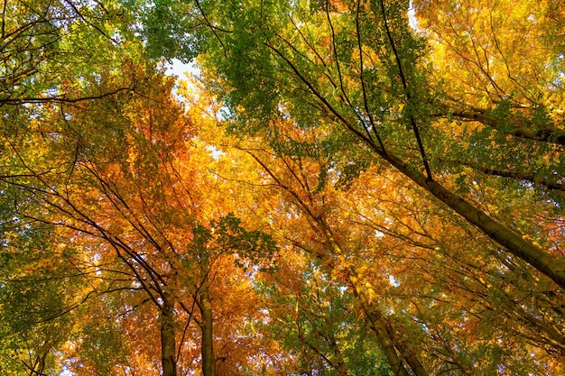 Low view of nature of autumnal forest trees forest nature in autumnal season autumnal forest