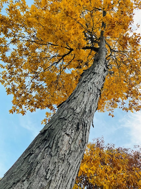 Lowangle of a tall tree with yellow foliage during the autumn season under the blue sky