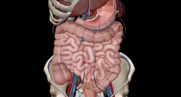 Foto il tratto gastrointestinale inferiore è l'ultima parte del tratto digestivo