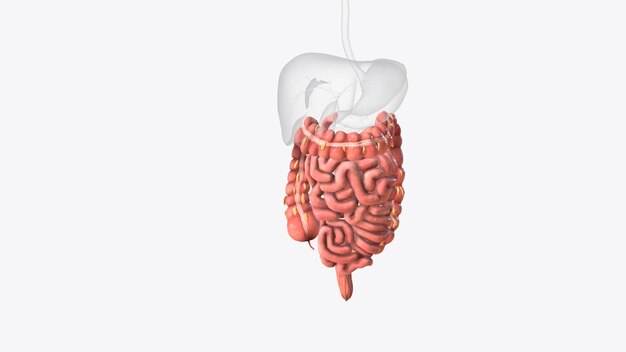 Photo lower gastrointestinal tract 3d medical